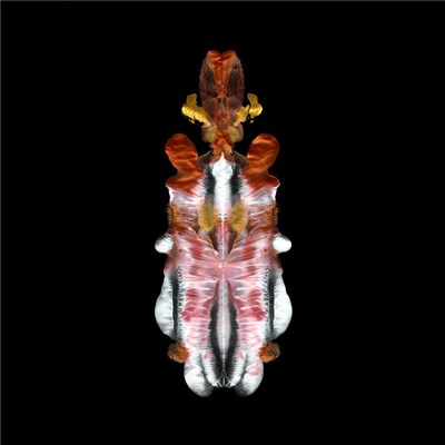 Scraps Of Tape - The Will To Burn download mp3 flac