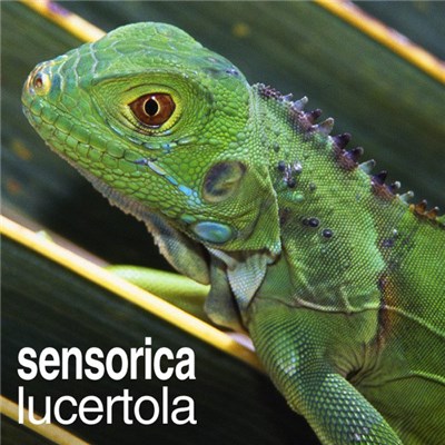 Sensorica - Lucertola download mp3 flac