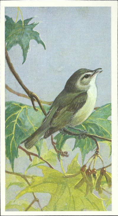 No Artist - Warbling Vireo download mp3 flac