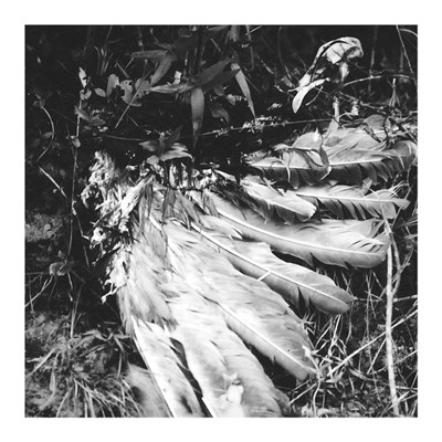 Motion Sickness Of Time Travel - Feathers And Furs download mp3 flac