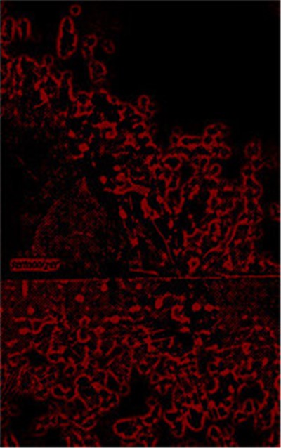 Sermonizer - Lobo / Tomy download mp3 flac