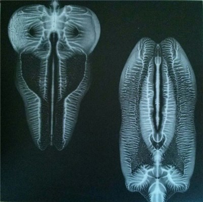 The Skull Defekts - Dances In Dreams Of The Known Unknown download mp3 flac