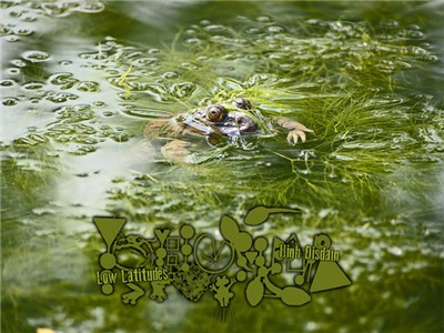 Phyllomedusa - Low Latitudes, High Disdain download mp3 flac