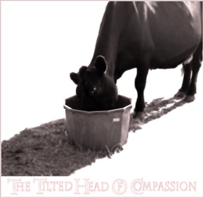 The Tilted Head Of Compassion - The Tilted Head Of Compassion download mp3 flac