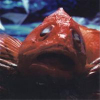 Usura - Hake Romana download mp3 flac
