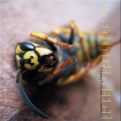 Sadaiche - Sensory Facility download mp3 flac