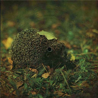Drupi - Piccola E Fragile download mp3 flac