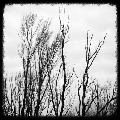 Arbre - II download mp3 flac