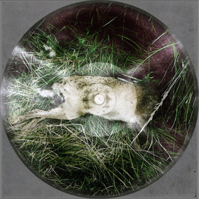 Imaginary Forces - Leporids download mp3 flac