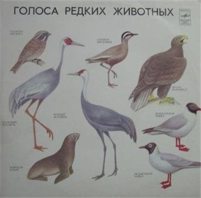 No Artist - Голоса Редких Животных / Voices Of Rare Animals download mp3 flac