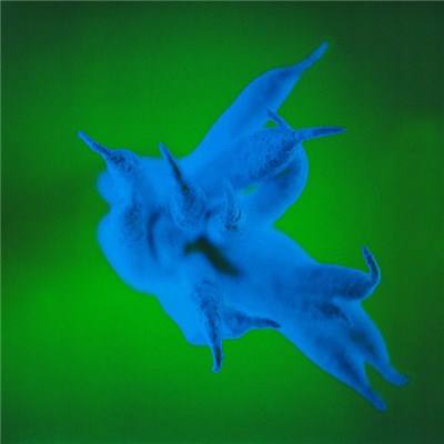 Various - Yeah, But... download mp3 flac