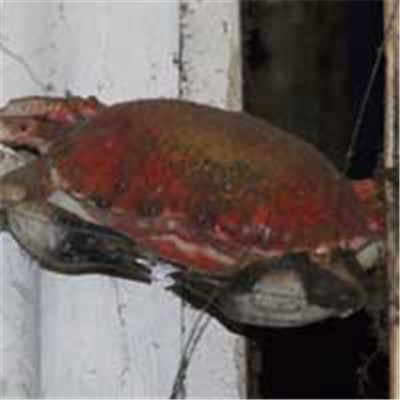 Crab Smasher - Live At Yvonne Ruve 18/02/2006 download mp3 flac