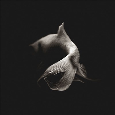Maria Coma - Celesta download mp3 flac