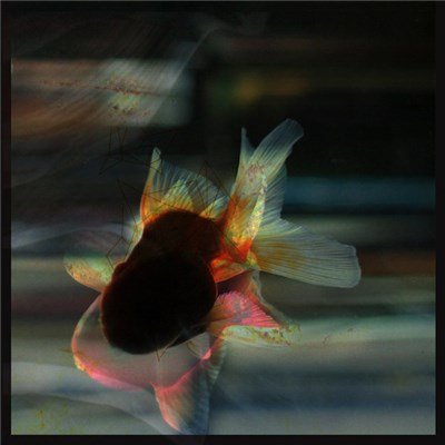 Azlejazz - The Uplift Of The Itchy Fish download mp3 flac