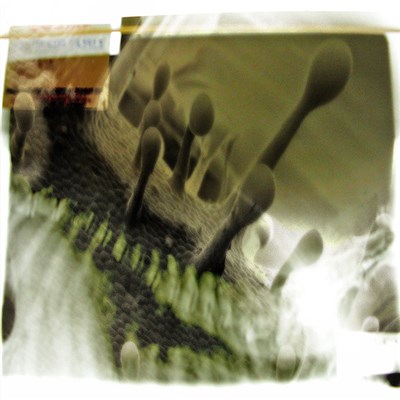X=18 - Finalive download mp3 flac