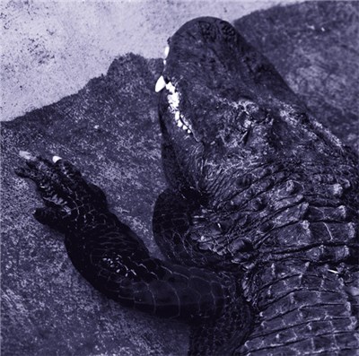 Consecration - .avi download mp3 flac