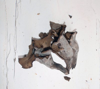 Horaflora - Craterellus Cornucopioides download mp3 flac