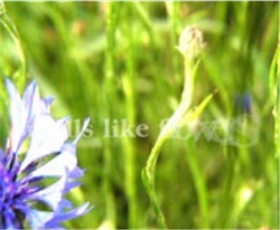 ENV(itre) - A Day In Spring download mp3 flac