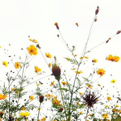 Gallery Six - This Disconsolate World download mp3 flac