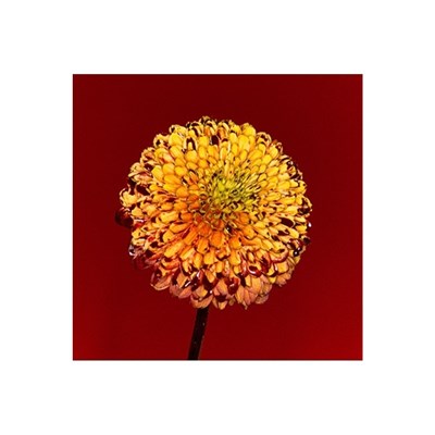Radwimps - Mountain Top/Shape Of Miracle download mp3 flac