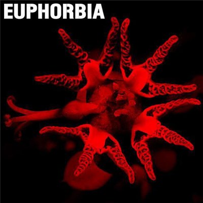 Euphorbia - Fractal Chaos download mp3 flac