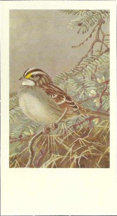 No Artist - White-Throated Sparrow download mp3 flac