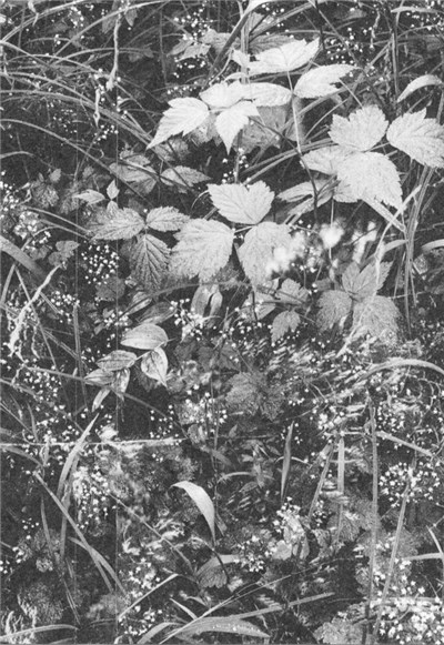 Various - The Warmest Hum download mp3 flac