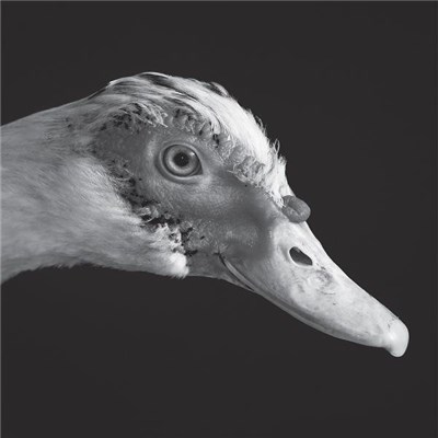 Be Svendsen - Gross Kelle download mp3 flac