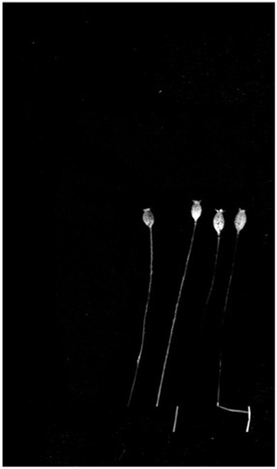 Interference - Down Chanson download mp3 flac