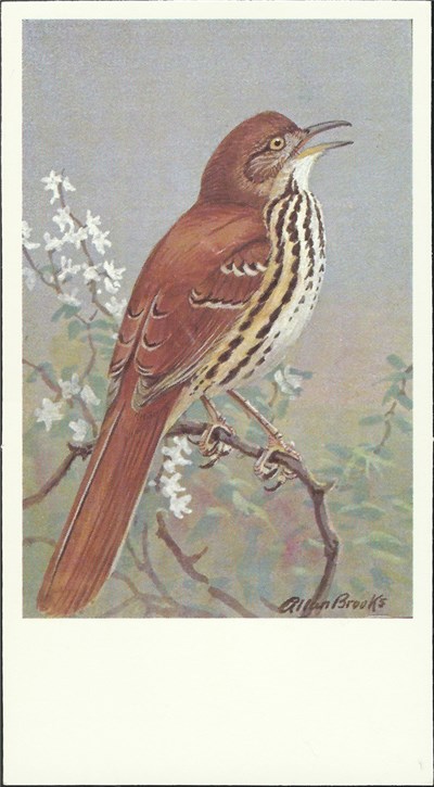 No Artist - Brown Thrasher download mp3 flac