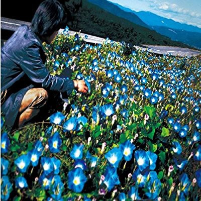 Remioromen - 朝顔 download mp3 flac